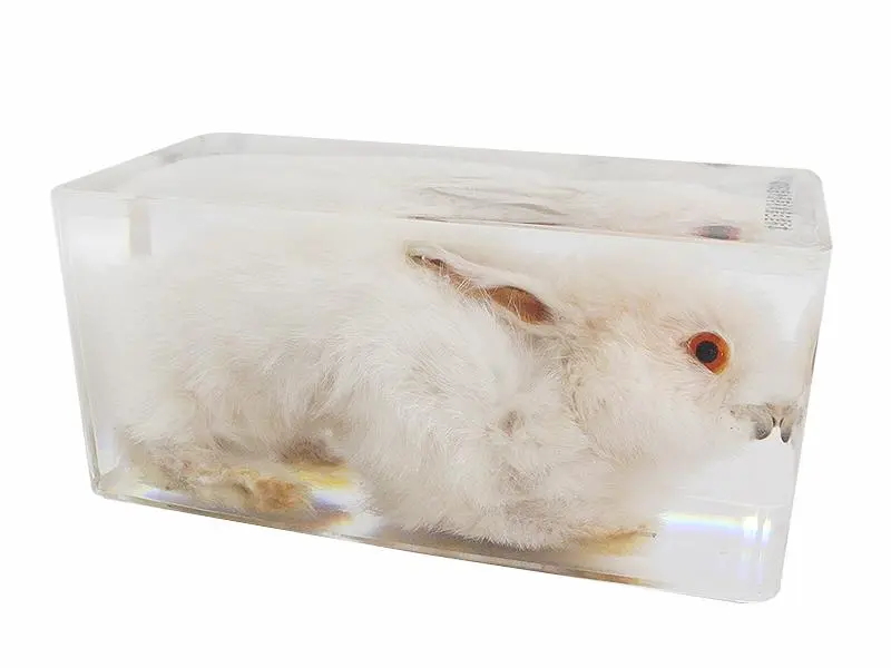 動物標(biāo)本制作好怎么保存